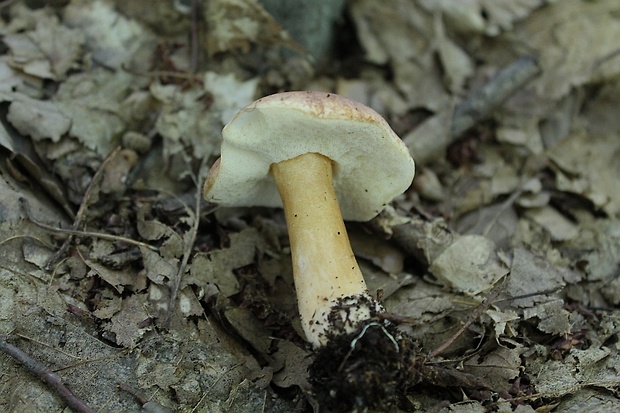 hríbnik gaštanovohnedý Gyroporus castaneus (Bull.) Quél.