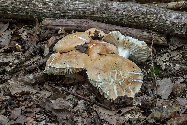 šťavnačka  Hygrophorus poetarum R. Heim