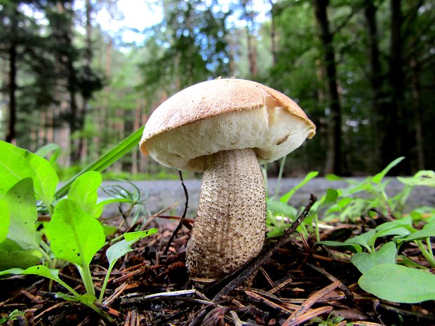 kozák škoricovohnedý Leccinum subcinnamomeum Pilát & Dermek