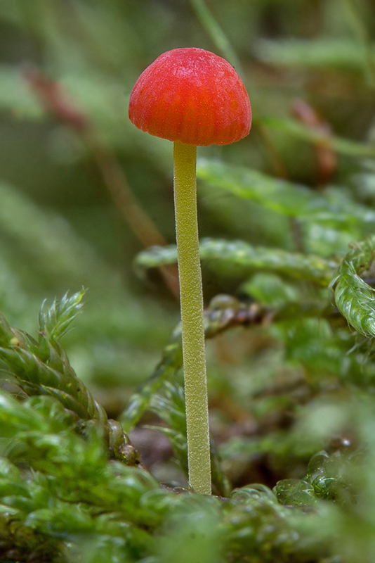 prilbička ihličková Mycena cf. acicula (Schaeff.) P. Kumm.