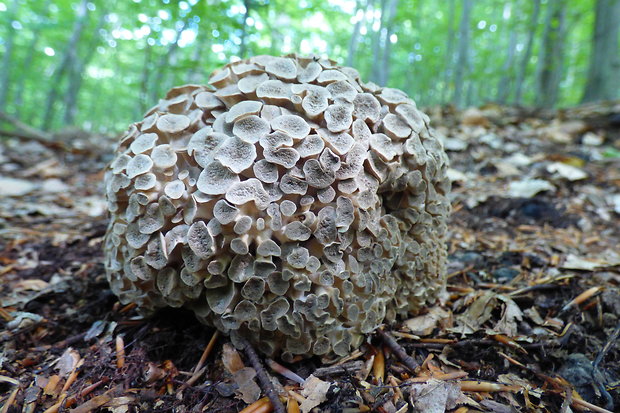 trúdnik klobúčkatý Polyporus umbellatus (Pers.) Fr.