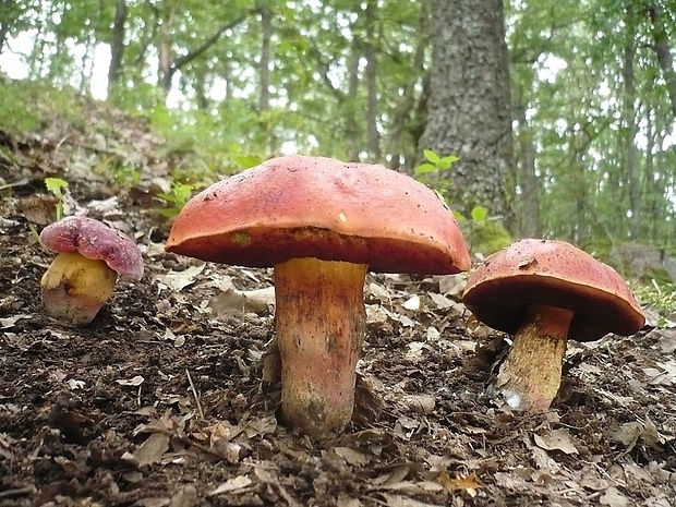 hríb Dupainov Rubroboletus dupainii (Boud.) Kuan Zhao & Zhu L. Yang