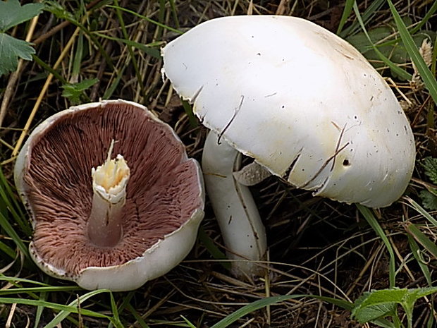 pečiarka Agaricus sp.