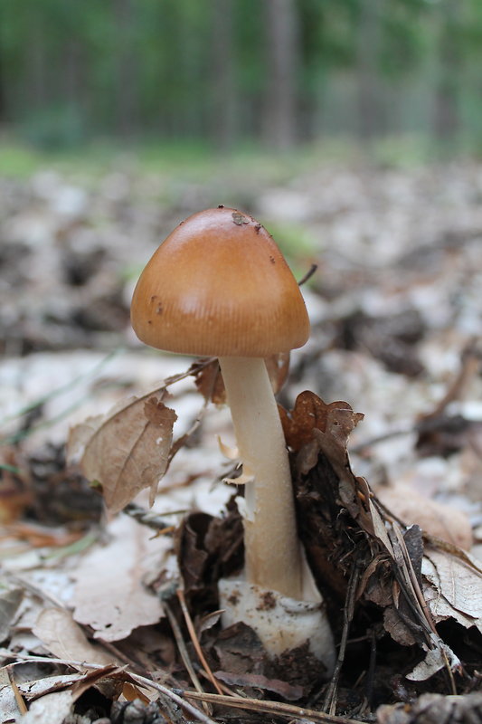 muchotrávka plavohnedá Amanita fulva Fr.