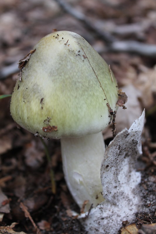 muchotrávka zelená Amanita phalloides (Vaill. ex Fr.) Link