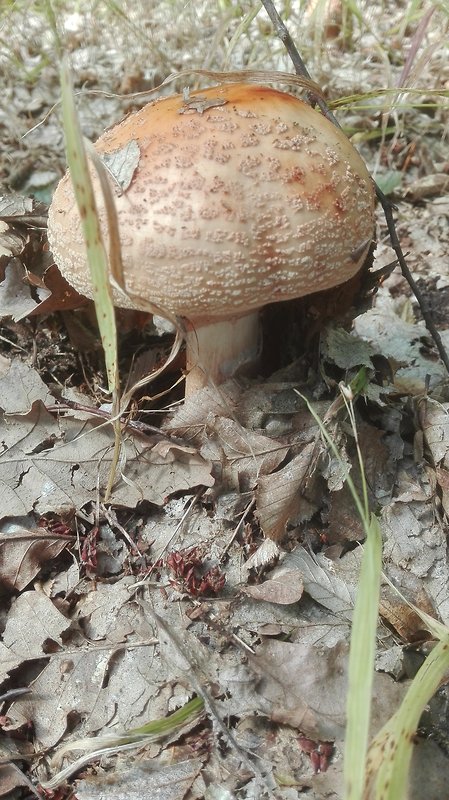 muchotrávka červenkastá Amanita rubescens Pers.