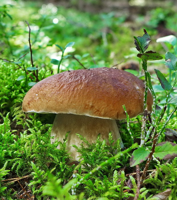 hríb smrekový Boletus edulis Bull.