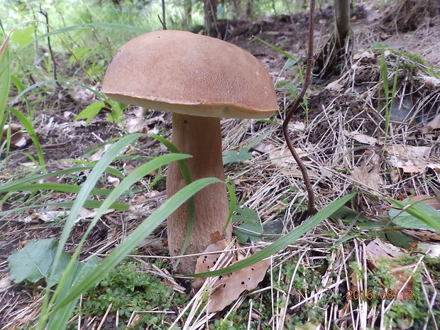 hríb smrekový Boletus edulis Bull.