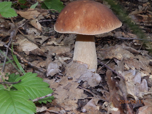 hríb smrekový Boletus edulis Bull.