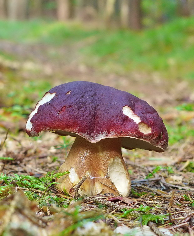 hríb sosnový Boletus pinophilus Pil. et Dermek in Pil.