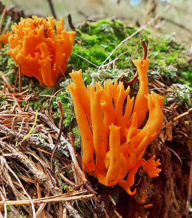 parôžkovec lepkavý Calocera viscosa (Pers.) Fr.