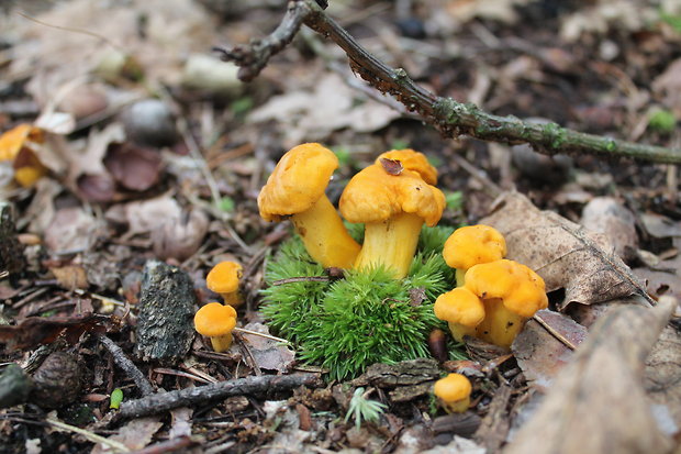 kuriatko Cantharellus sp.