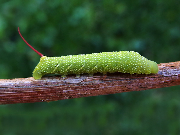 lišaj   Eumorpha achemon