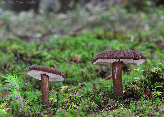 rýdzik čiernozamatový Lactarius lignyotus Fr.