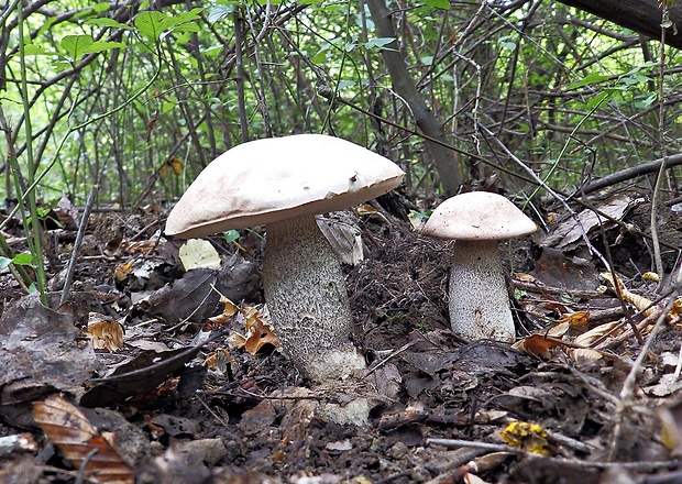 kozák topoľový Leccinum duriusculum (Schulzer ex Kalchbr.) Singer