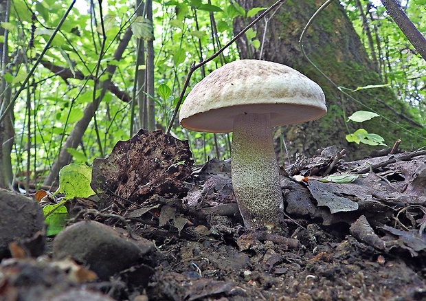 kozák topoľový Leccinum duriusculum (Schulzer ex Kalchbr.) Singer