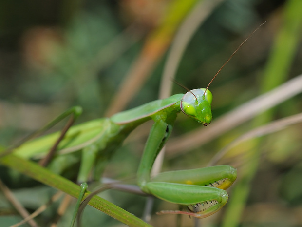 modlivka zelená Mantis religiosa