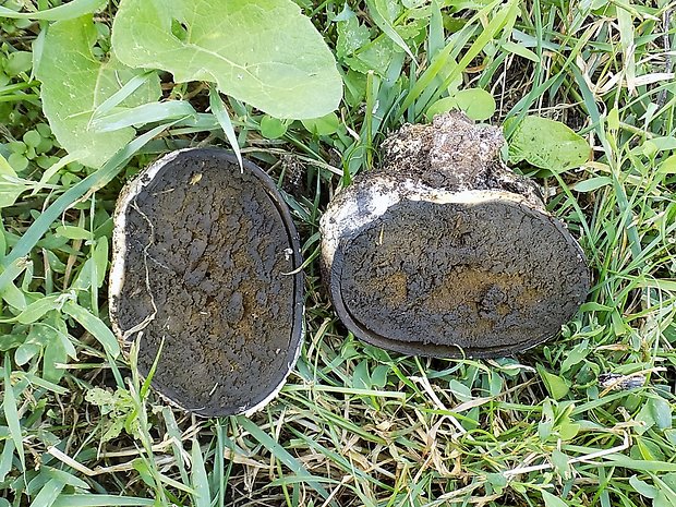 škárka kožovitá Mycenastrum corium (Guers.) Desv.