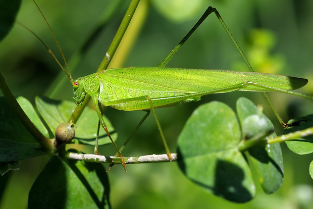 kobylka  Phaneoptera falcata