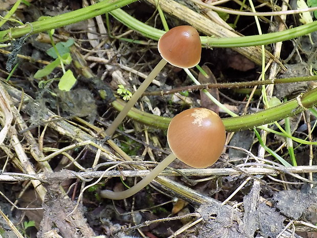 drobuľka Psathyrella sp.