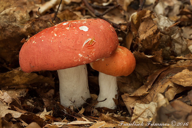 plávka úhľadná Russula rosea Pers.