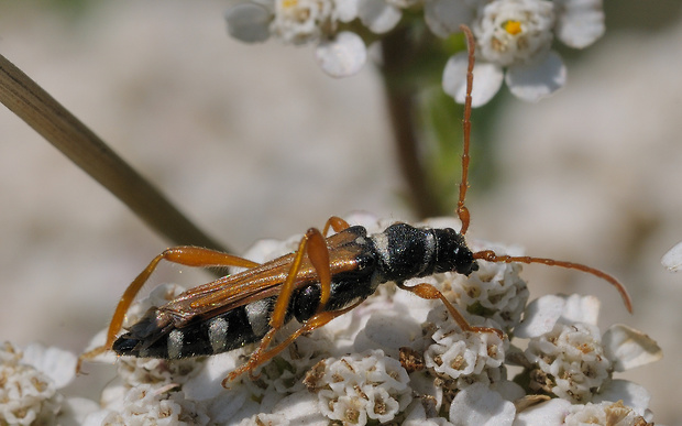 fuzáč Stenopterus flavicornis