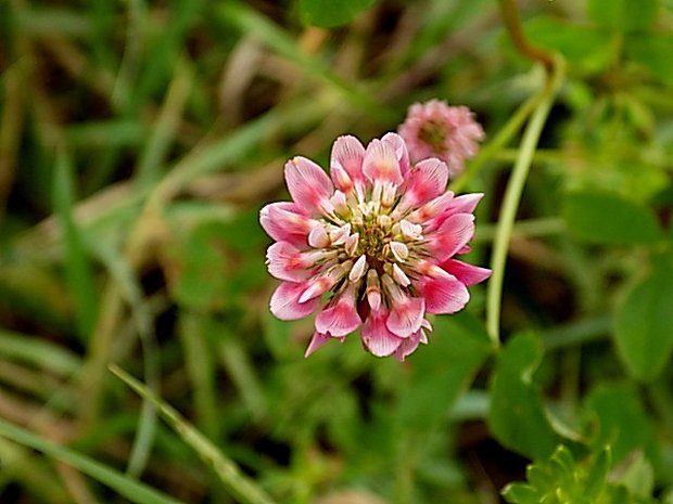 ďatelina hybridná Trifolium hybridum L.