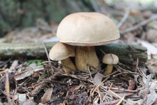 podhríb žlčový Tylopilus felleus (Bull.) P. Karst.