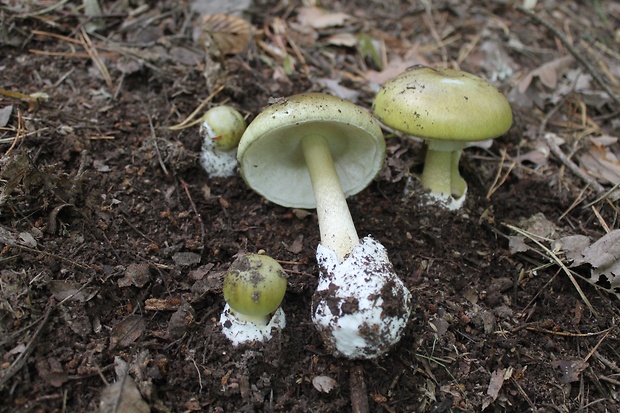 muchotrávka zelená Amanita phalloides (Vaill. ex Fr.) Link