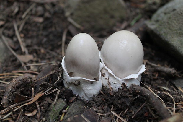 muchotrávka pošvatá Amanita vaginata (Bull.) Lam.