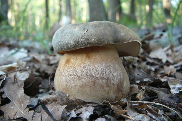 hríb bronzový Boletus aereus Bull. ex Fr.