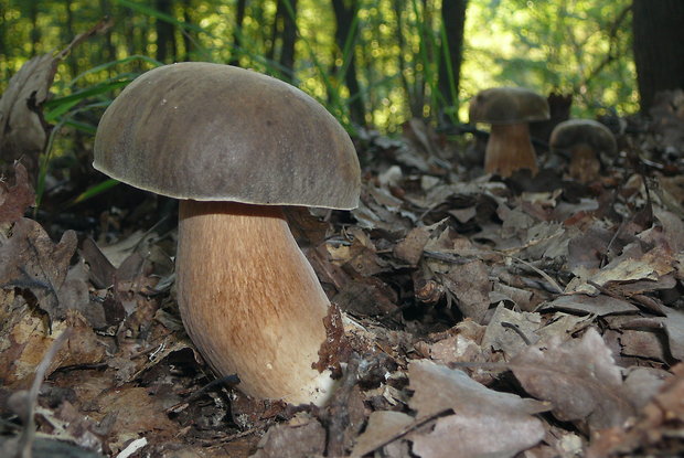 hríb bronzový Boletus aereus Bull. ex Fr.