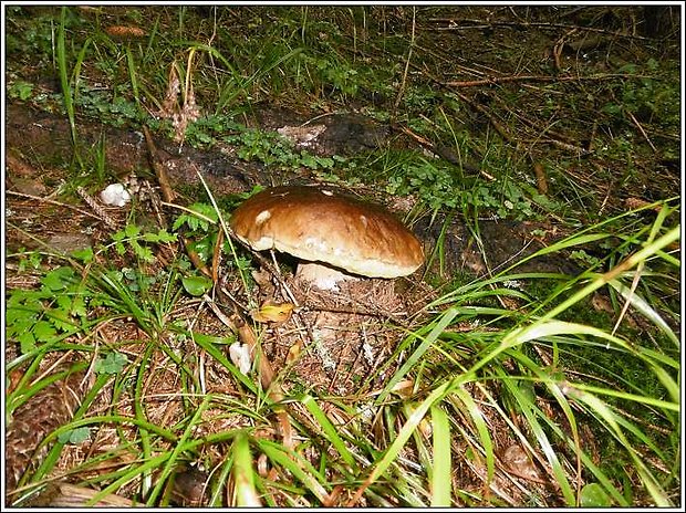 hríb smrekový Boletus edulis Bull.