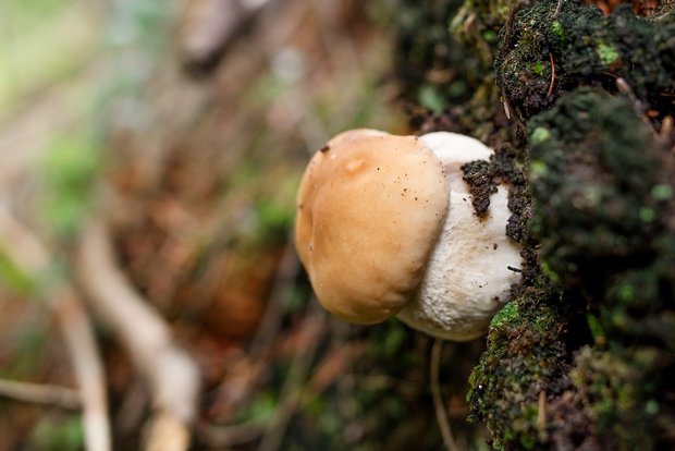 hríb smrekový Boletus edulis Bull.