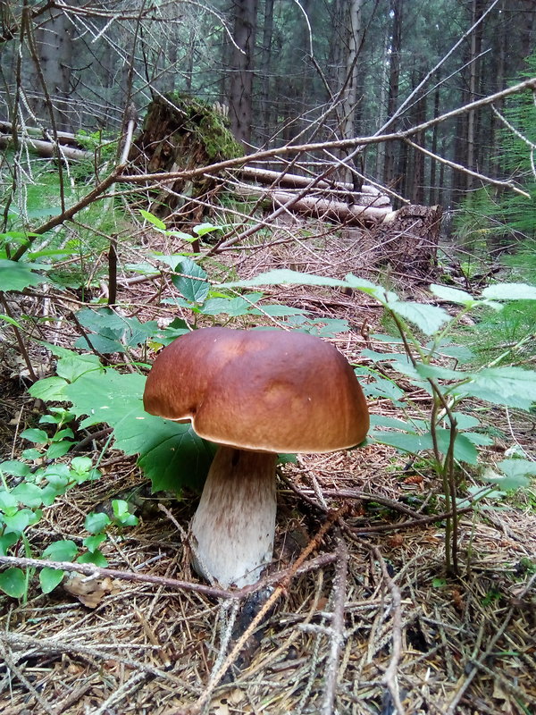 hríb smrekový Boletus edulis Bull.