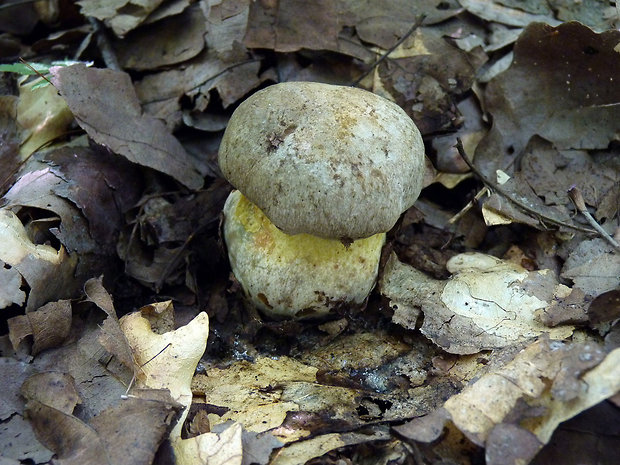 hríb striebristý Butyriboletus fechtneri (Velen.) D. Arora & J.L. Frank