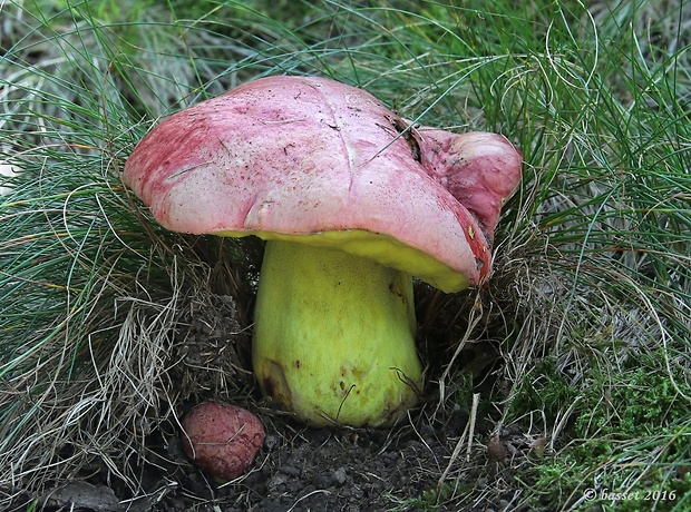 hríb kráľovský Butyriboletus regius (Krombh.) D. Arora & J.L. Frank