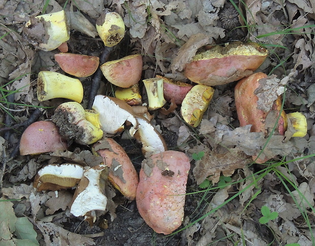 hríb kráľovský Butyriboletus regius (Krombh.) D. Arora & J.L. Frank