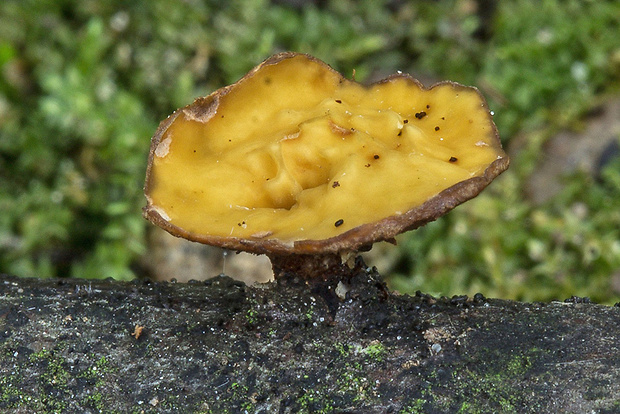 dutinovka Encoelia glaberrima (Rehm) Kirschst.