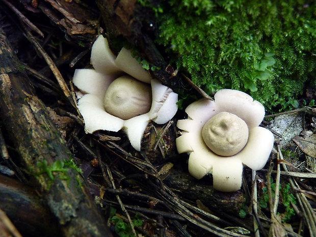 hviezdovka strapkatá Geastrum fimbriatum Fr.