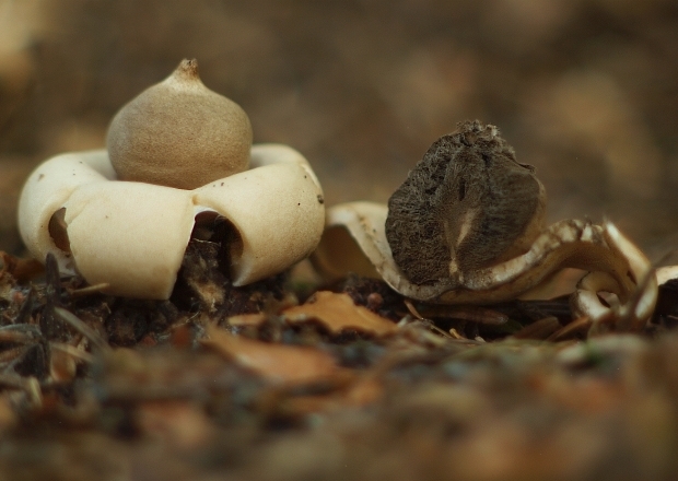 hviezdovka strapkatá Geastrum fimbriatum Fr.