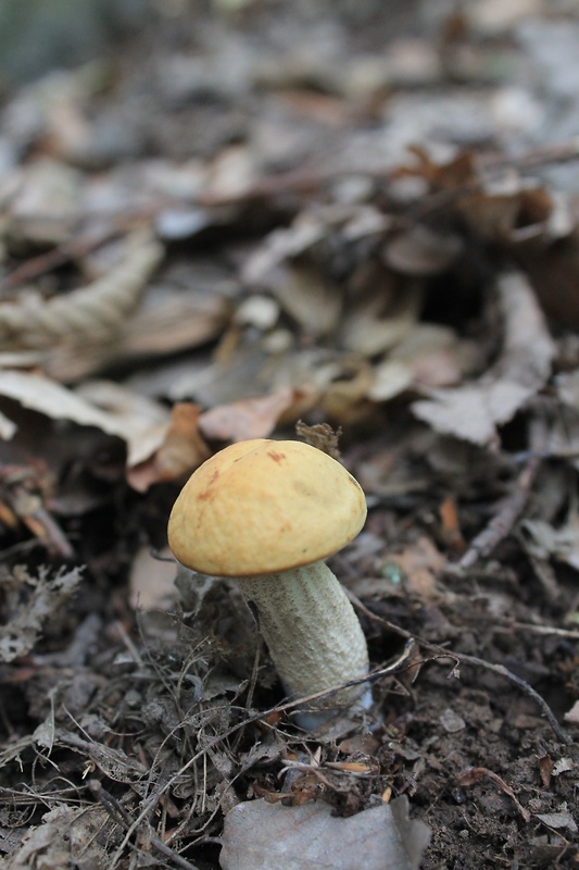 kozák hrabový Leccinum pseudoscabrum (Kallenb.) Šutara