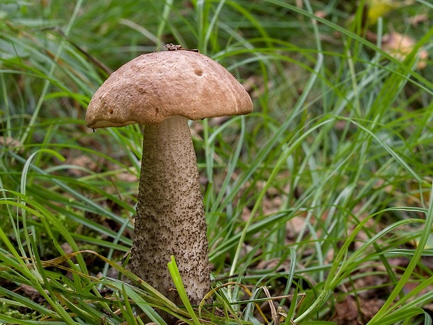 kozák brezový Leccinum scabrum (Bull.) Gray