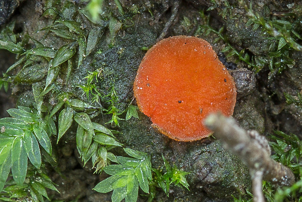 kvapka Octospora sp.