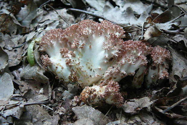 strapačka koralovitá Ramaria botrytis (Pers.) Ricken