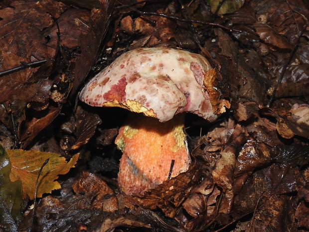 hríb Le Galovej Rubroboletus legaliae (Pilát & Dermek) Della Maggiora & Trassin.