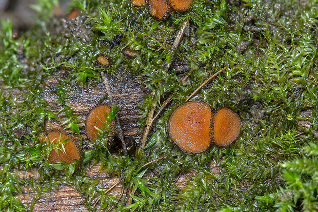 štítovnička Scutellinia sp.