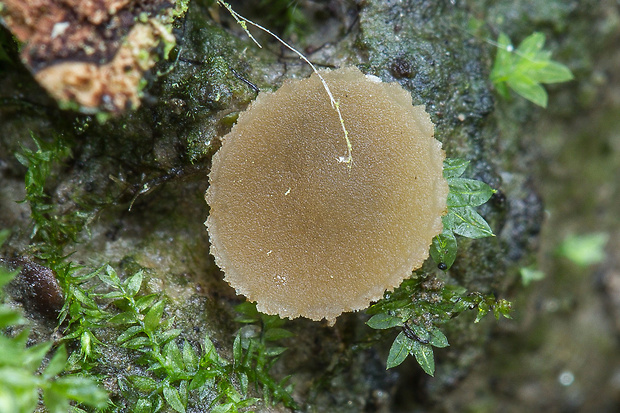 pahrobnička ponorená Sepultariella cf. semi-immersa (P. Karst.) Kutorga