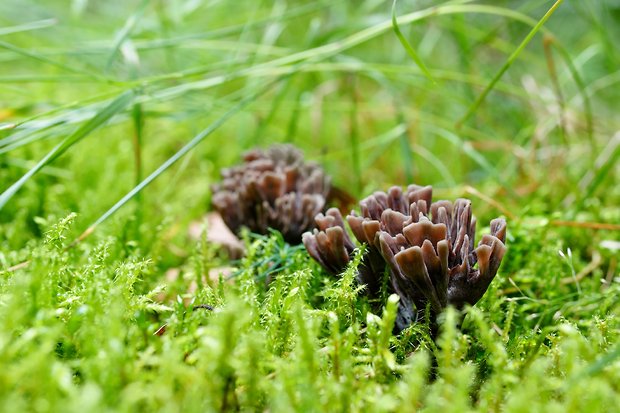 plesňovka smradľavá Thelephora palmata (Scop.) Fr.