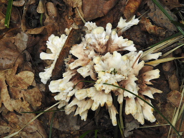 plesňovka belavohnedá Thelephora penicillata (Pers.) Fr.